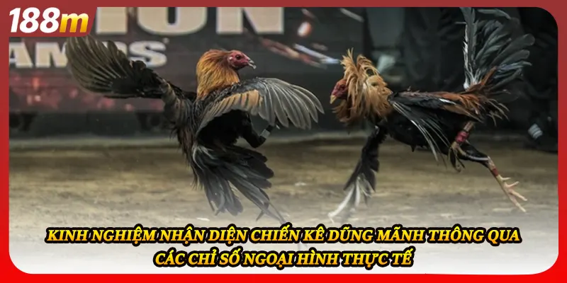 Kinh nghiệm nhận diện chiến kê dũng mãnh thông qua các chỉ số ngoại hình thực tế