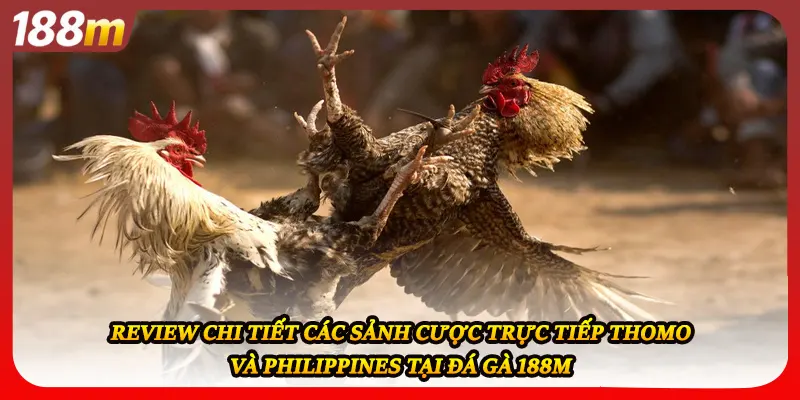 Review chi tiết các sảnh cược trực tiếp Thomo và Philippines tại đá gà 188M